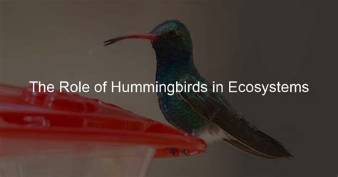 Hummingbirds and their Place in Native American Culture